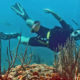 Jimmy LaRose Diving in Curaçao